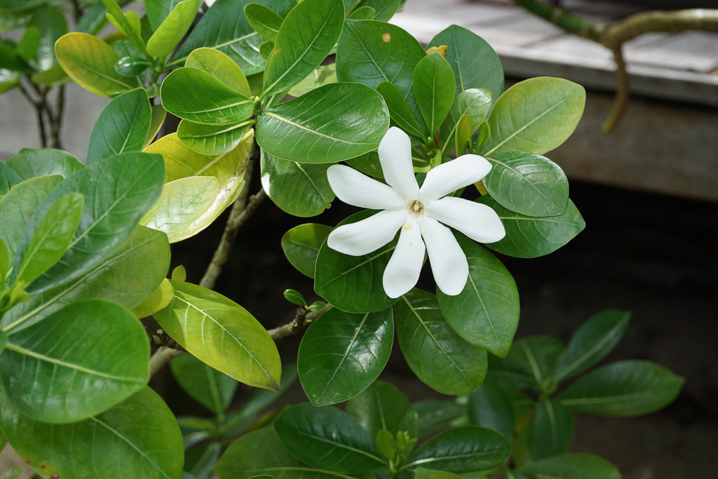 The pretty tiare flower is a symbol of Tahiti and the French Polynesia - Photo by OutsideSuburbia.com