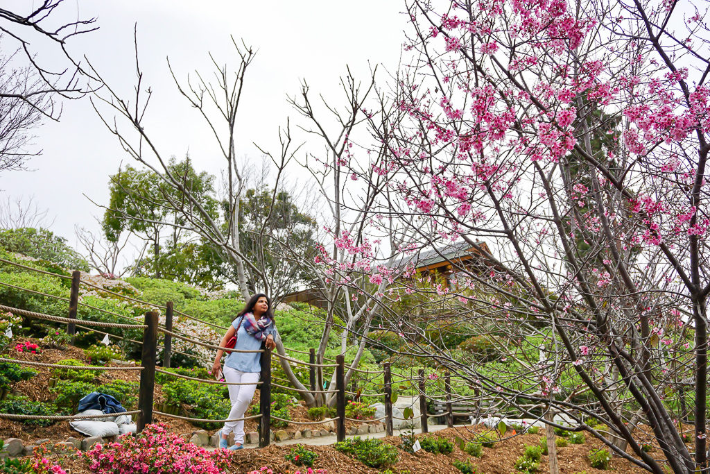 Cherry Blossoms in Japanese Friendship Garden, Balboa Park, San Diego - Outside Suburbia