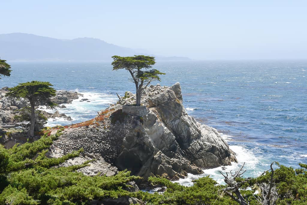 Lone Cypress, 17 mile drive, California - Photo by Outside Suburbia