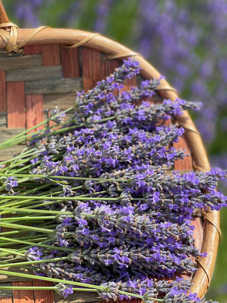 Lavender fields in Texas | OutsideSuburbia