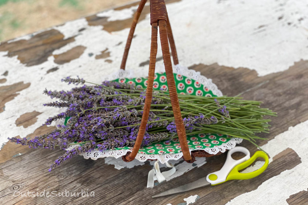 Cut your own lavender | Lavender Fields and Farms in Texas | OutsideSuburbia