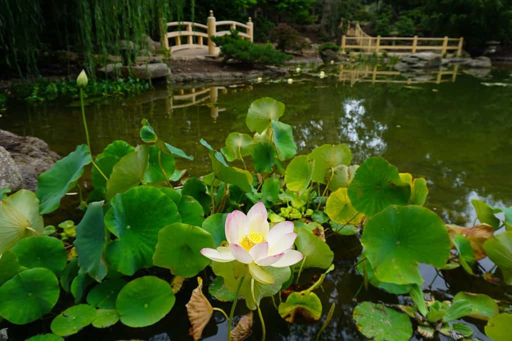 An inside look at Lotusland, One of the Best Gardens in the World - Photo by OutsideSuburbia.com