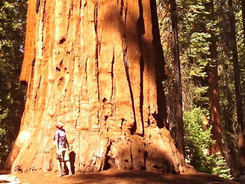 Short & Easy hikes at Sequoia National Park, California -  Best US National Parks for families - OutsideSuburbia.com