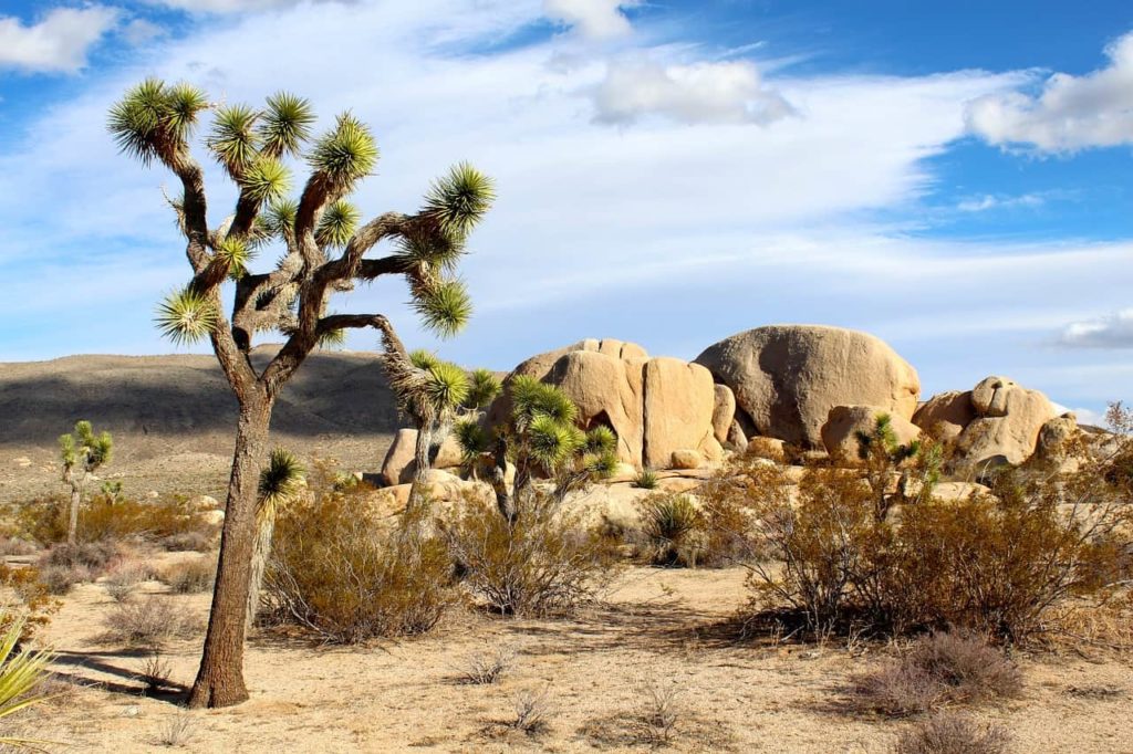 Short & Easy Hikes in Joshua Tree National Park, California