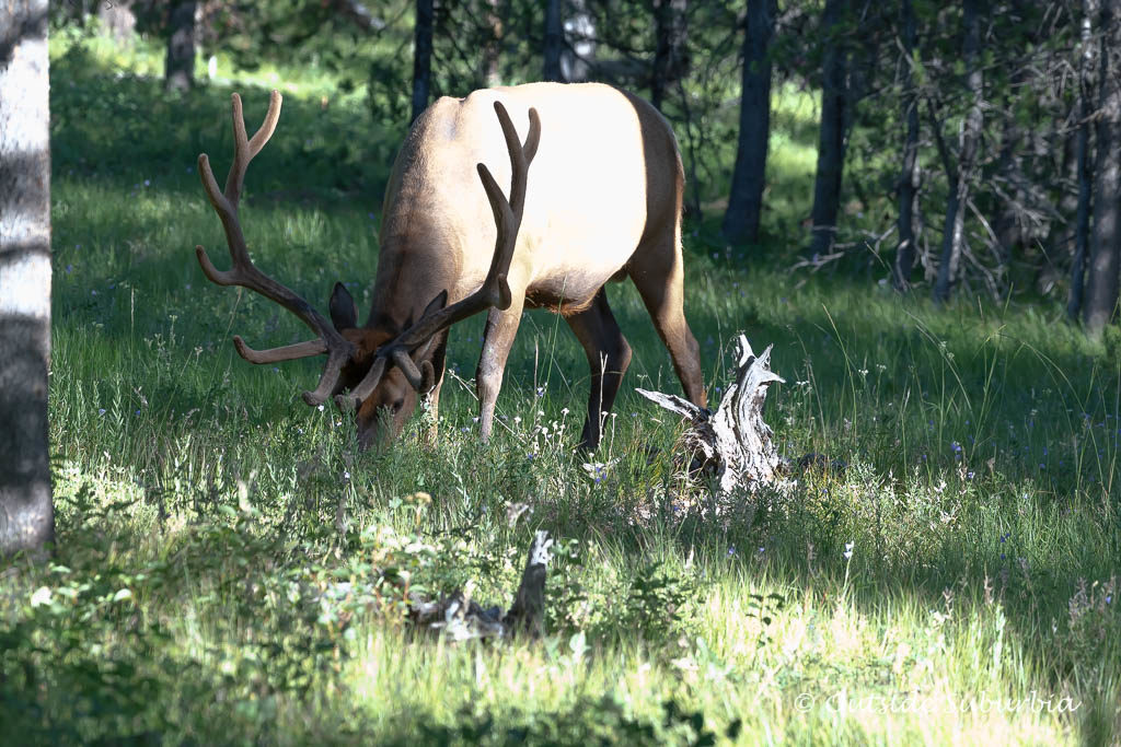 Wildlife spotting - Top Things to do in Jackson Hole, Wyoming in Summer and Fall - OutsideSuburbia.com