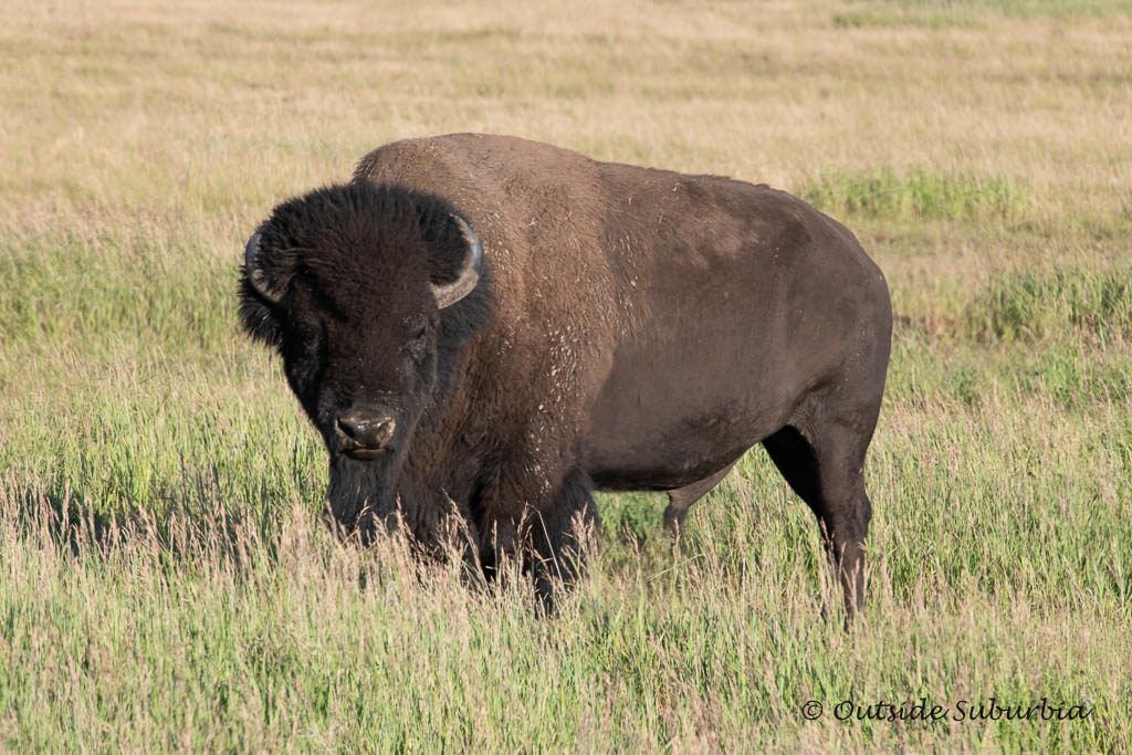 A Safari in Wyoming at the Grand Teton - Photo by OutsideSuburbia.com