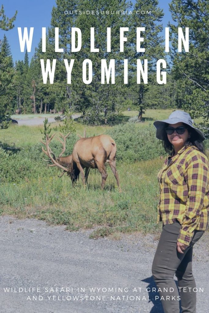 Wildlife in Wyoming at the Grand Teton and Yellowstone National Parks | Outside Suburbia