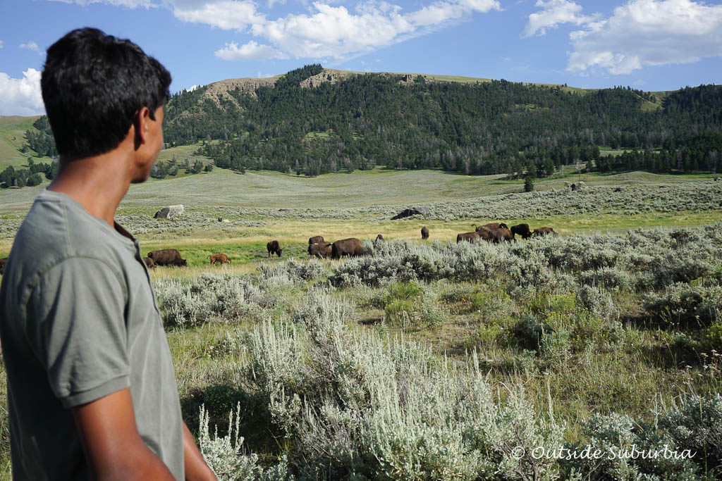 Bison spotting is easy in Lamar Valley, the American Serengeti  - Photo OutsideSuburbia.com