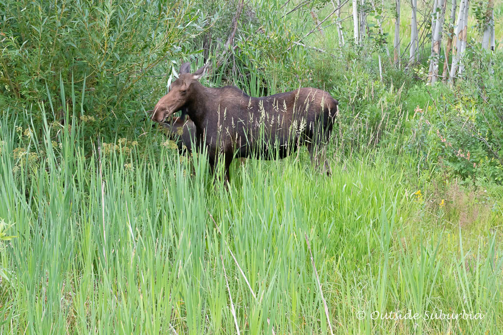 A Safari in Wyoming at the Grand Teton - Photo by OutsideSuburbia.com