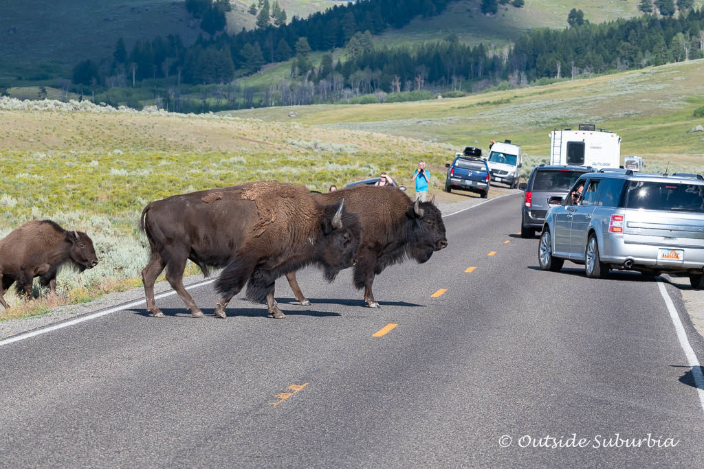 A Safari in Wyoming at the American Serengeti - Photo by OutsideSuburbia.com