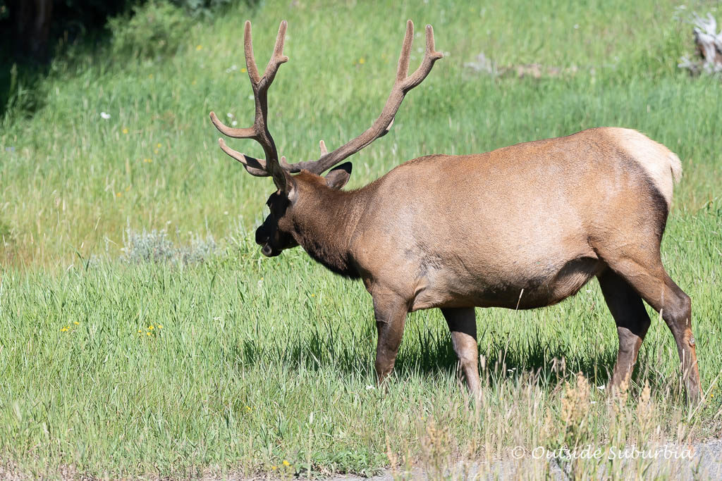 Elks in Wyoming at Yellowstone - Photo by OutsideSuburbia.com