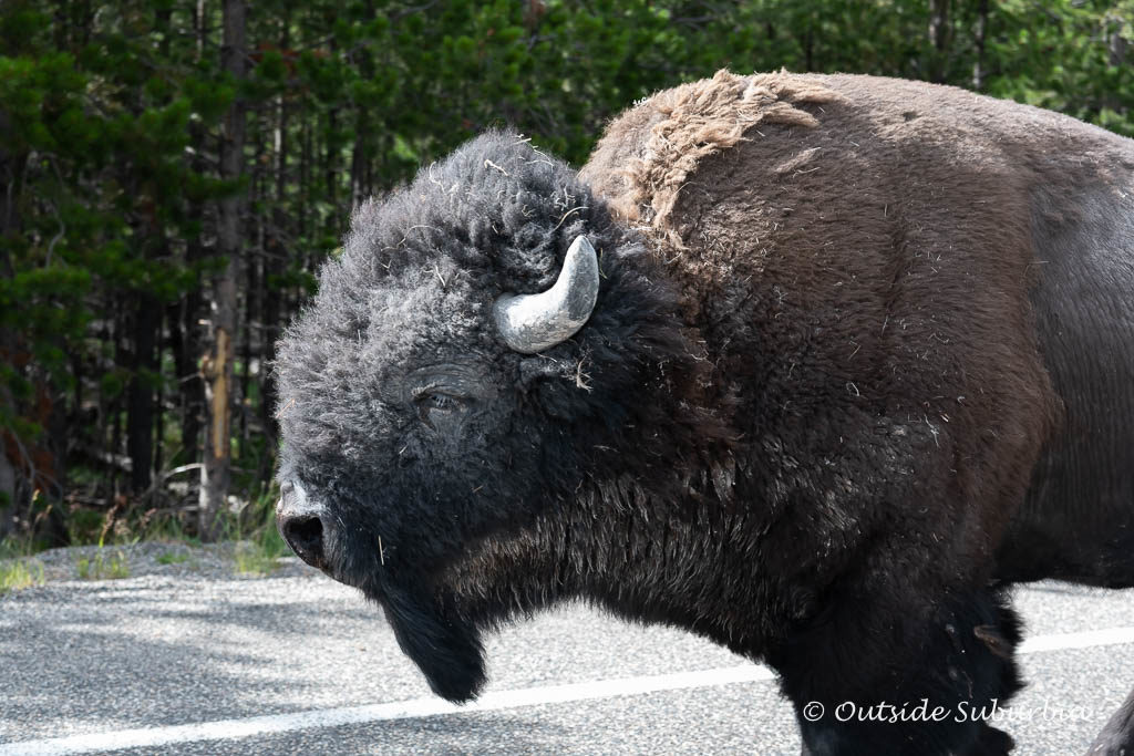Where to see Wildlife in Yellowstone National Park - Photo by OutsideSuburbia.com