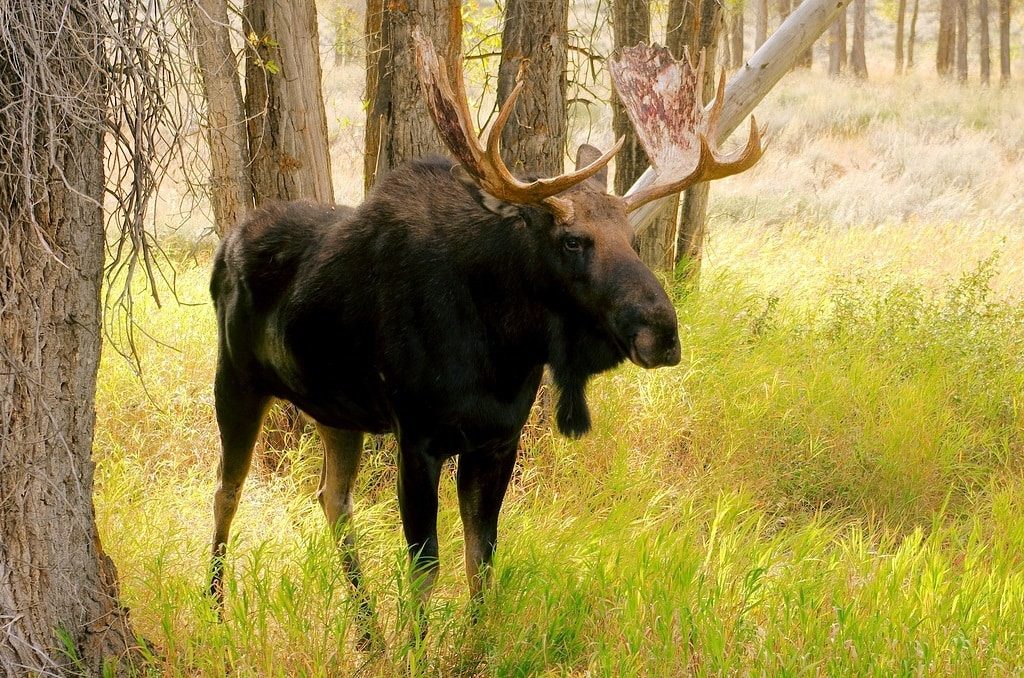 Moose spotting - Things to do in Jackson Hole, Wyoming in Summer and Fall - OutsideSuburbia.com