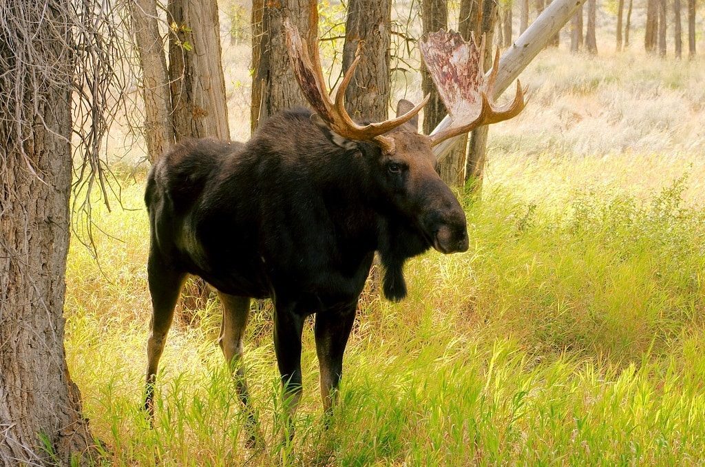 Wildlife Safari in Wyoming, Yellowstone. Grand Teton