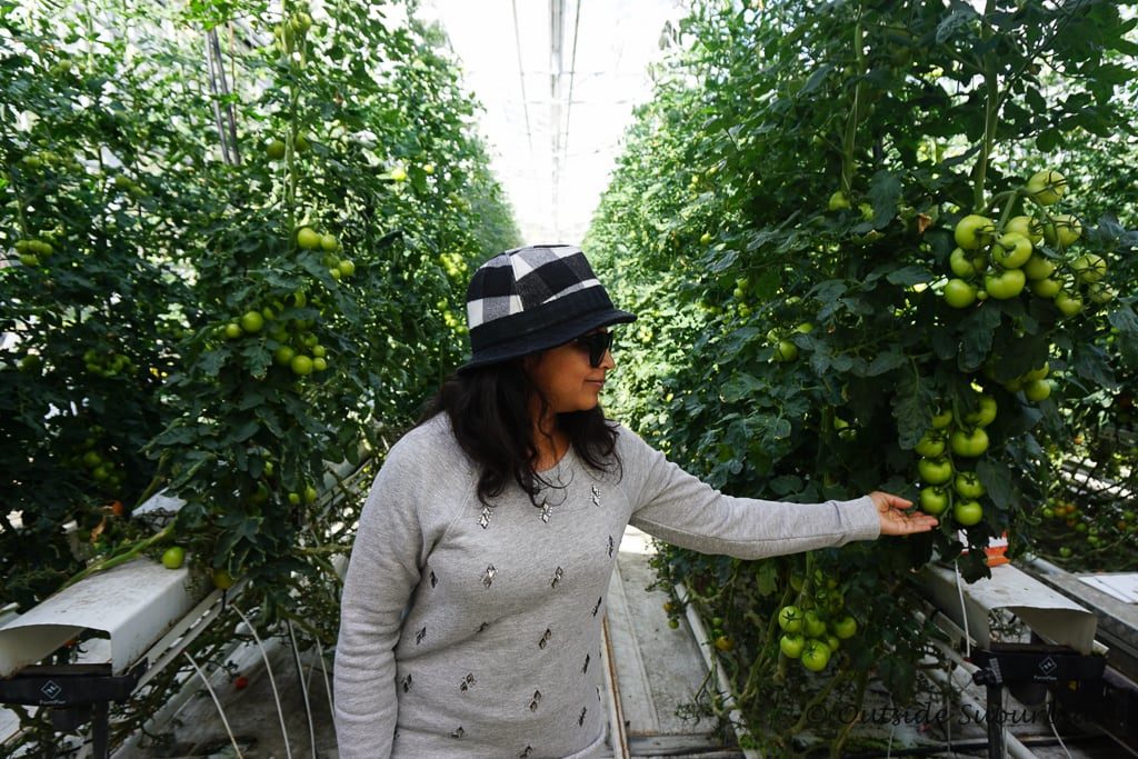 Visiting the Fridheimar Tomato Greenhouse in Iceland - OutsideSuburbia.com