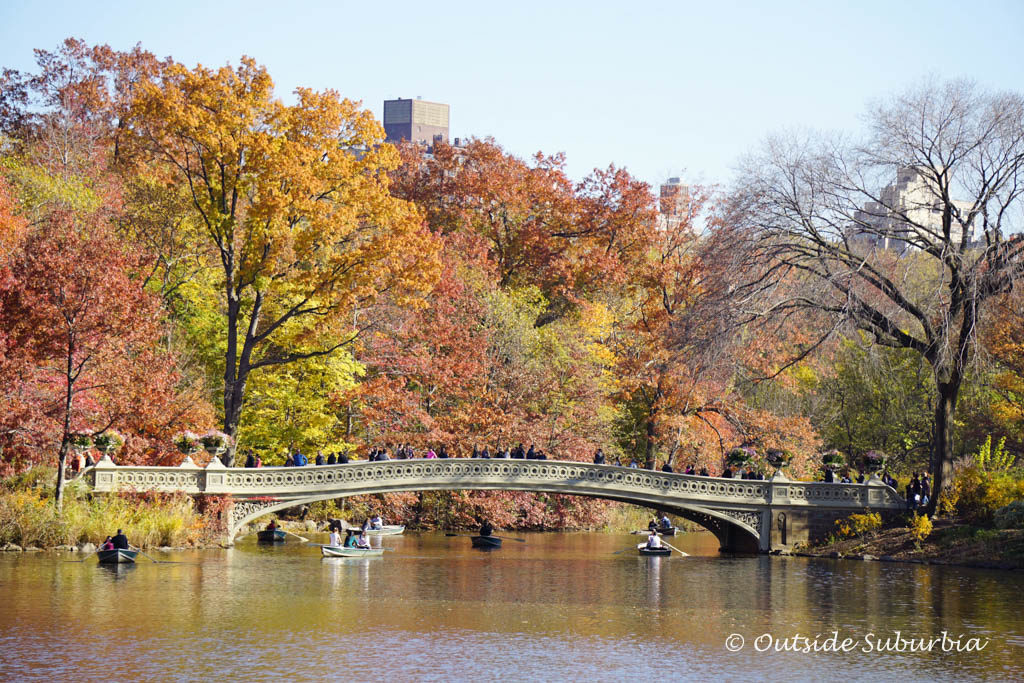 Fall colors in Central Park - November in New York City