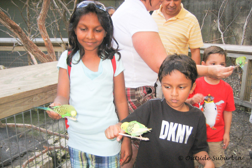 Feeding birds at the Parrot Paradise in the Fort Worth Zoo  