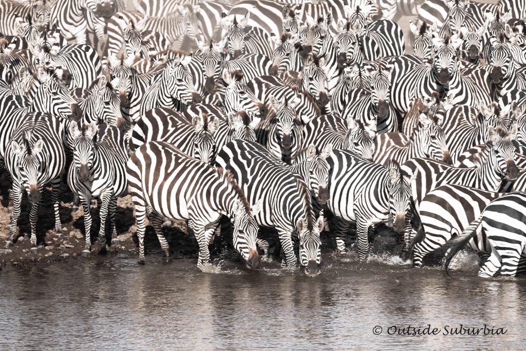Masai Mara Great Migration Photos | Vinod Ramachandran | OutsideSuburbia.com