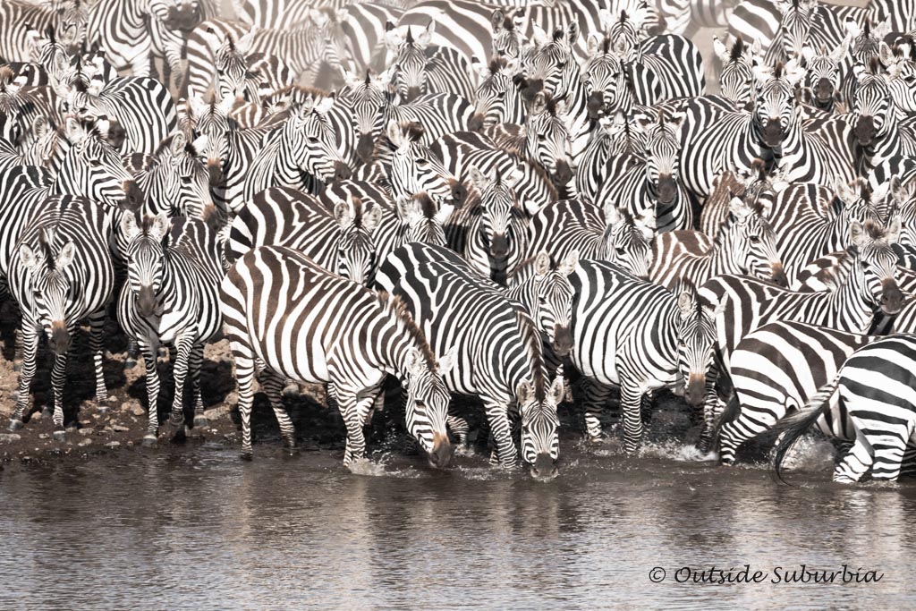 An East African Safari Photos from the Masai Mara Great Migration