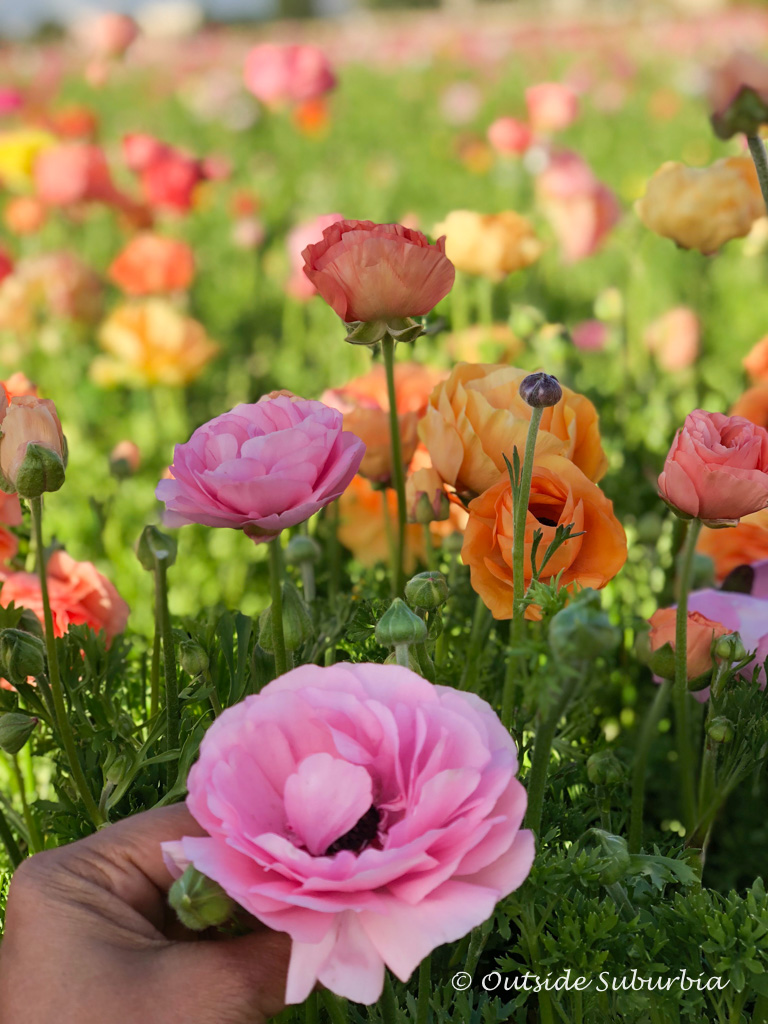 A Riot of Color, Ranunculus at the Carlsbad Flower Fields in