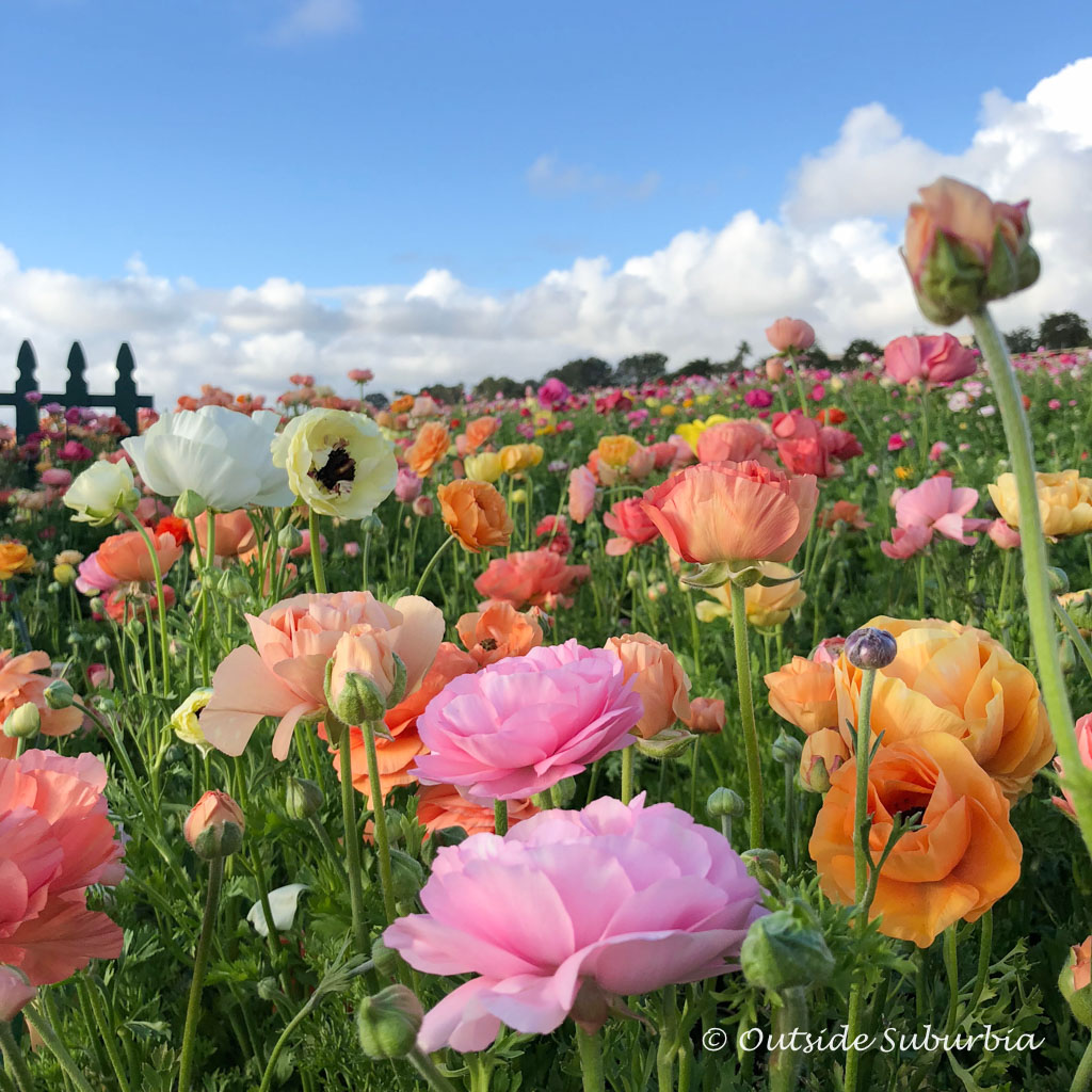 A Riot of Color, Ranunculus at the Carlsbad Flower Fields in California ...