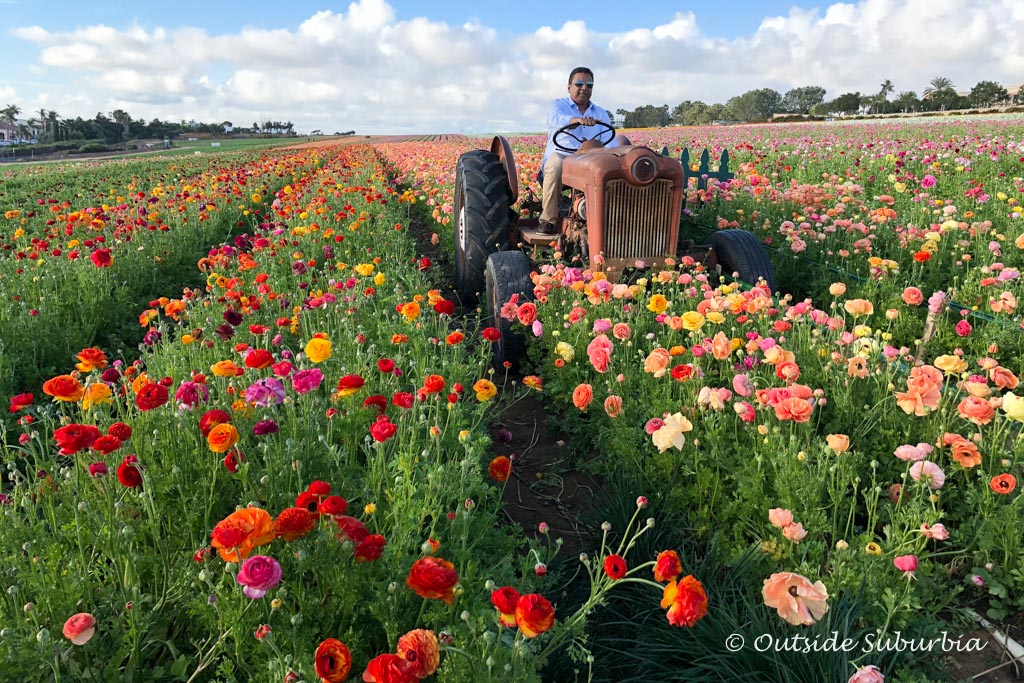 A Riot Of Color Ranunculus At The Carlsbad Flower Fields In California Outside Suburbia Travel