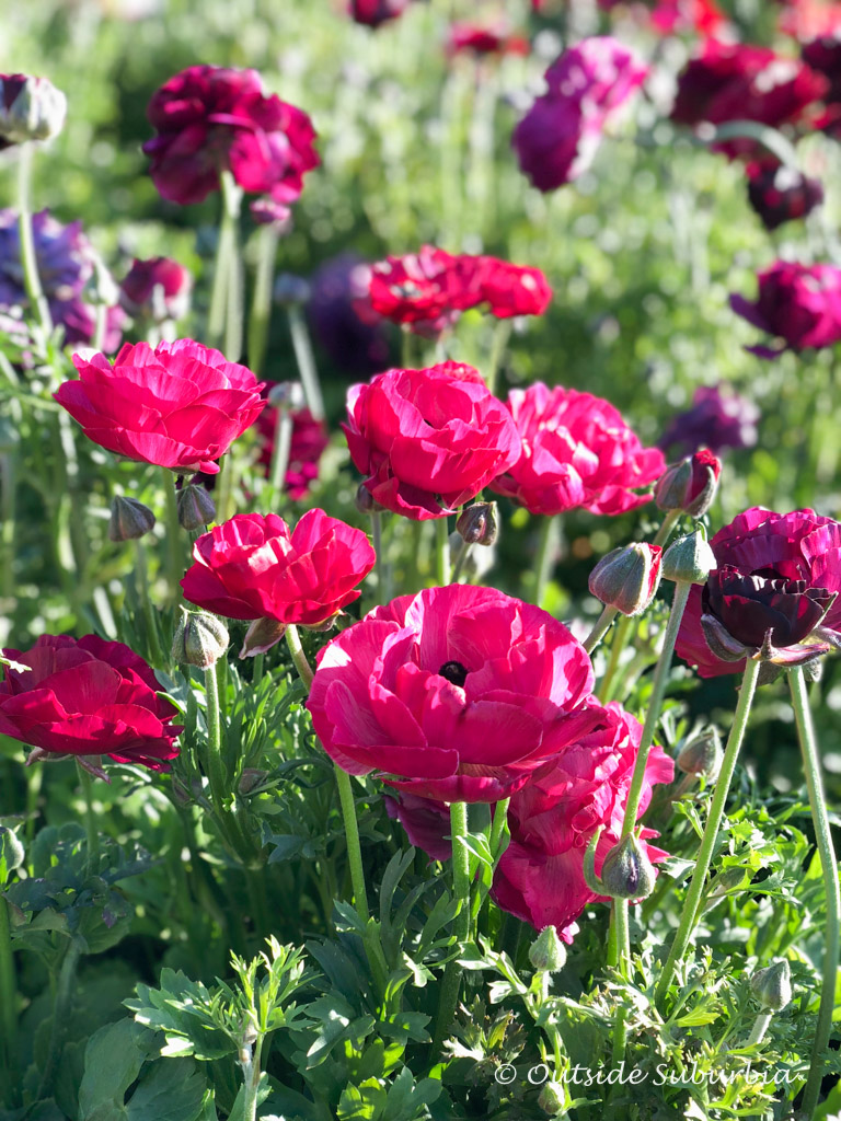 A Riot of Color, Ranunculus at the Carlsbad Flower Fields in