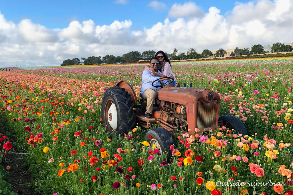 Ranunculus at the Carlsbad Flower Fields