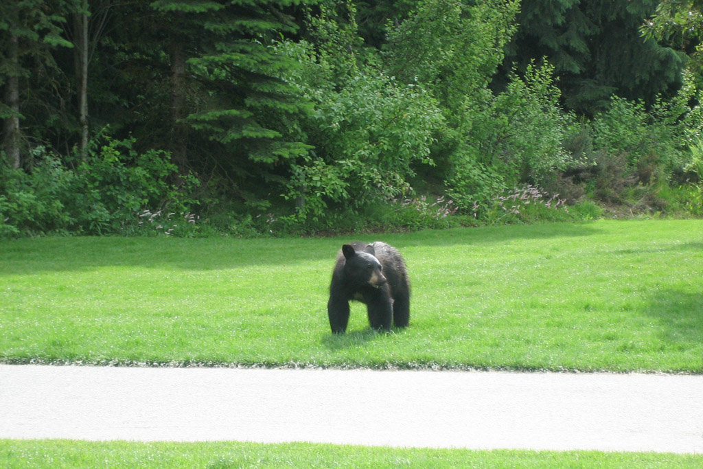 A baby bear crossed the road in the village. Whistler Summer Activities, Photo by Outside Suburbia