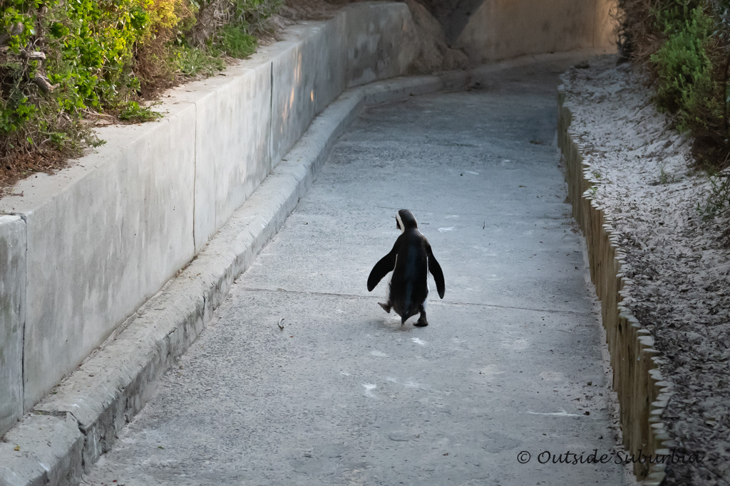 Penguins at Boulders Beach, Cape Town - outsidesuburbia.com