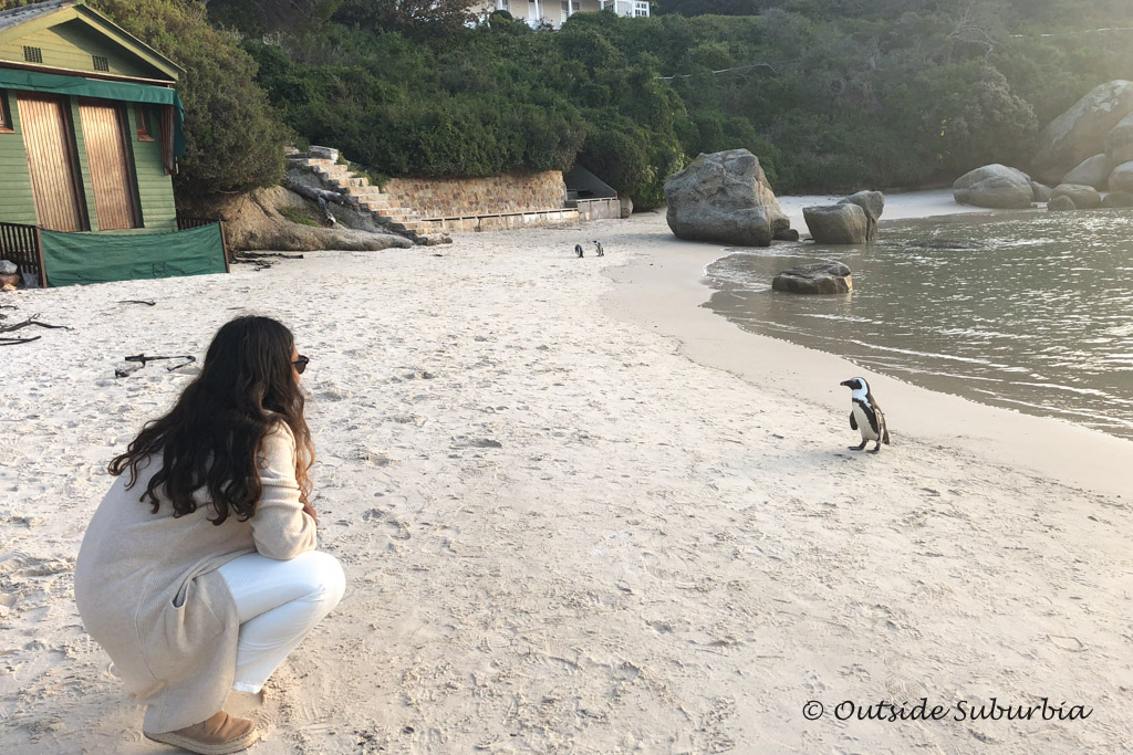 Penguins at Boulders Beach, Cape Town - outsidesuburbia.com