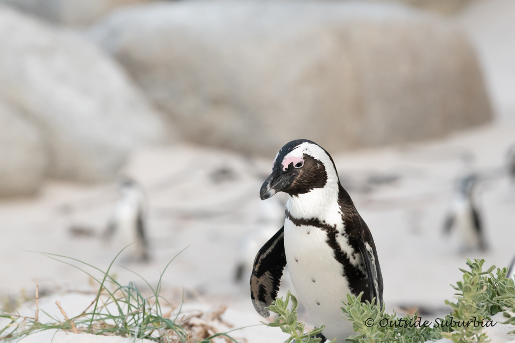 Penguins at Boulders Beach, Cape Town - outsidesuburbia.com