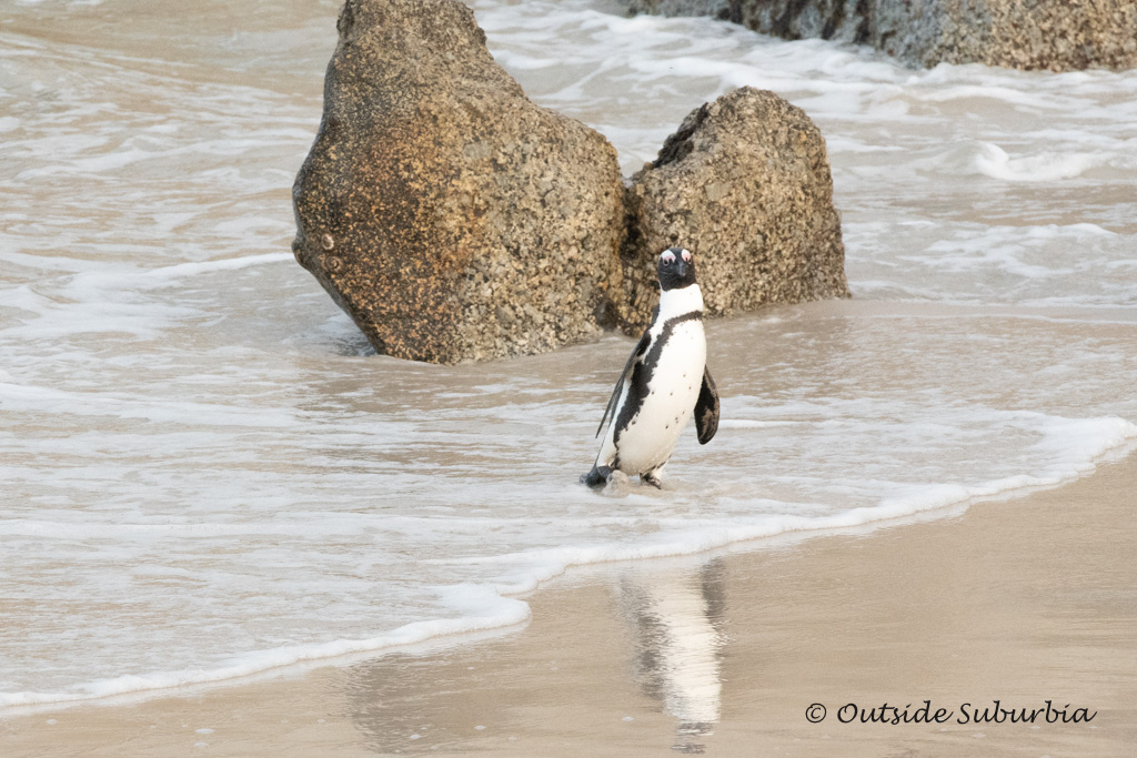 Penguins at Boulders Beach, Cape Town - outsidesuburbia.com