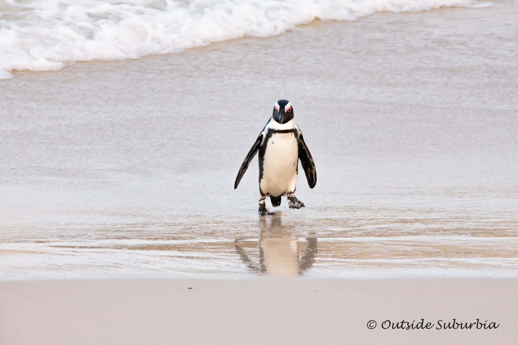 Penguins at Boulders Beach, Cape Town - outsidesuburbia.com