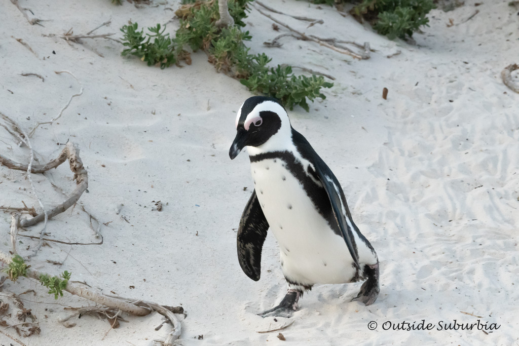 Penguins at Boulders Beach, Cape Town - outsidesuburbia.com