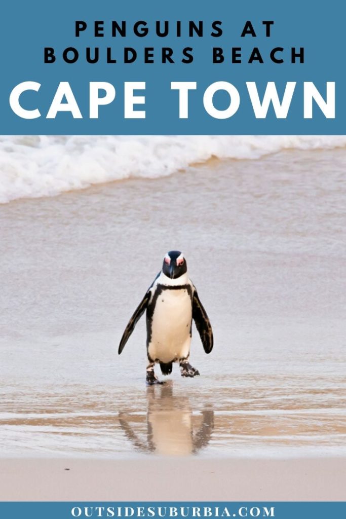 How to spend one day in Boulders Beach Penguins in Cape Town | Outside Suburbia