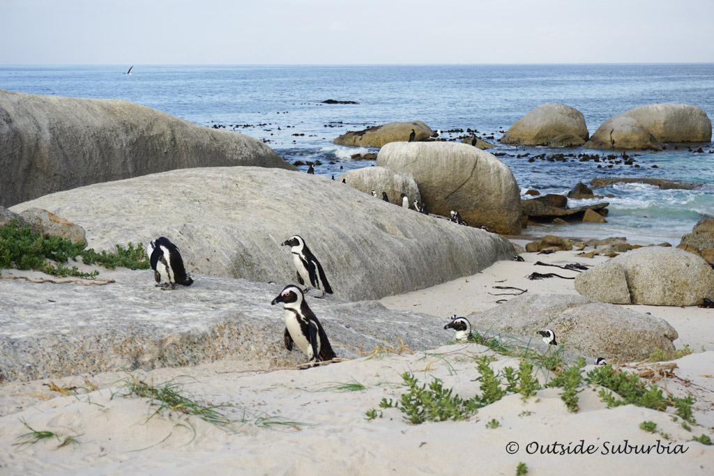 Penguins at Boulders Beach, Cape Town - outsidesuburbia.com