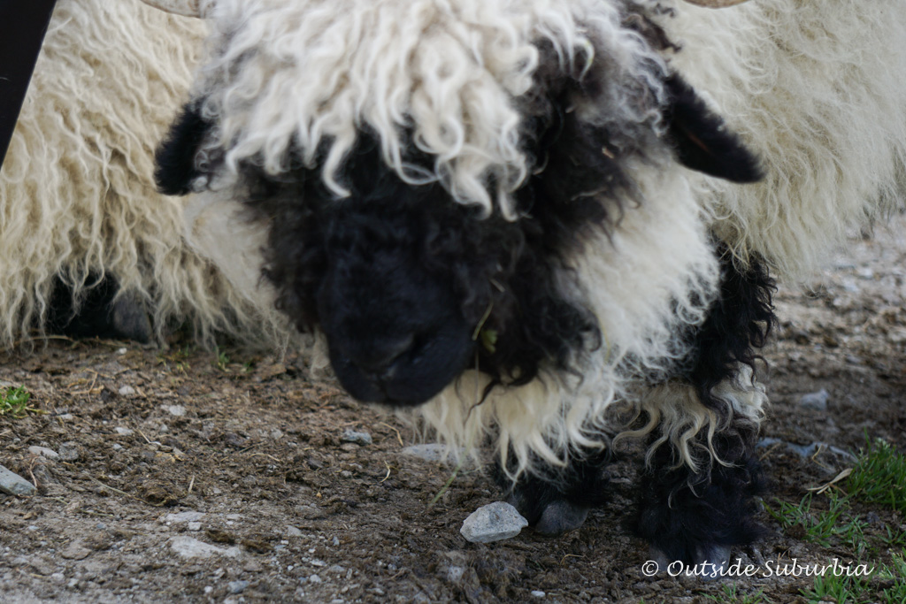 Blacknose sheep is Zermatt’s mascot and is named Wolli