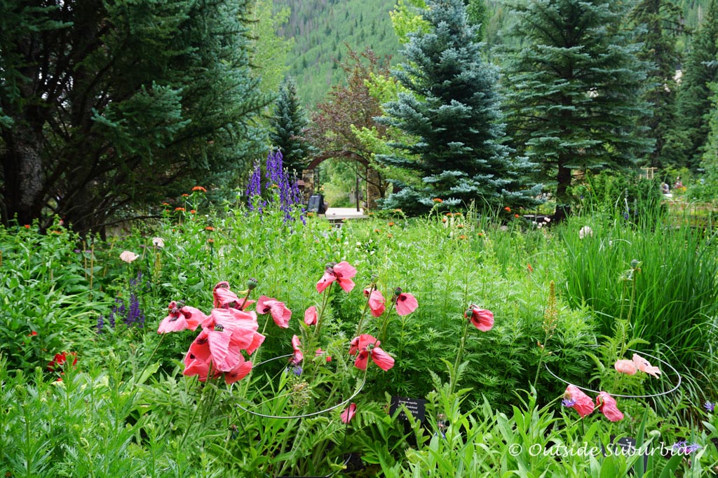 are dogs allowed at betty ford alpine gardens