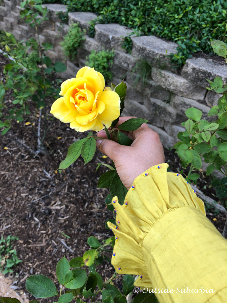 My favorite, a yellow rose... Tyler Rose Garden - Outside Suburbia