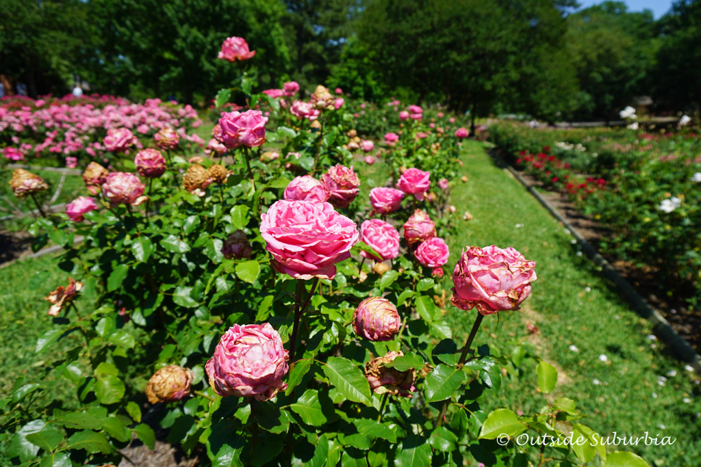 An early Mother's Day outing to the Tyler Rose Garden