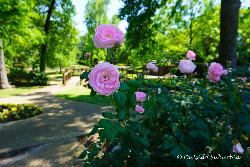Best places to see Roses in the United States
