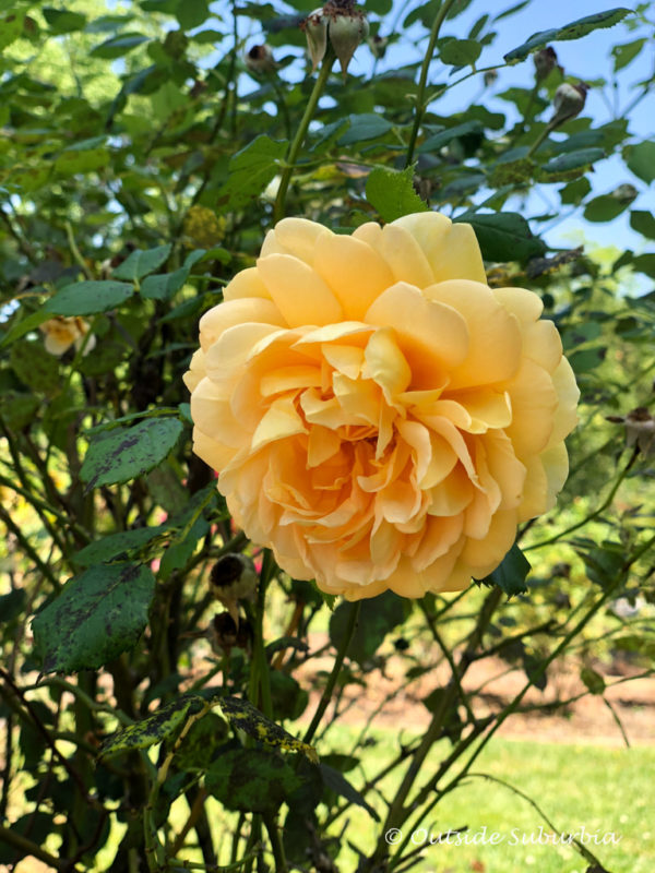 A Mother's Day outing to the Tyler Rose Garden • Outside Suburbia Travel