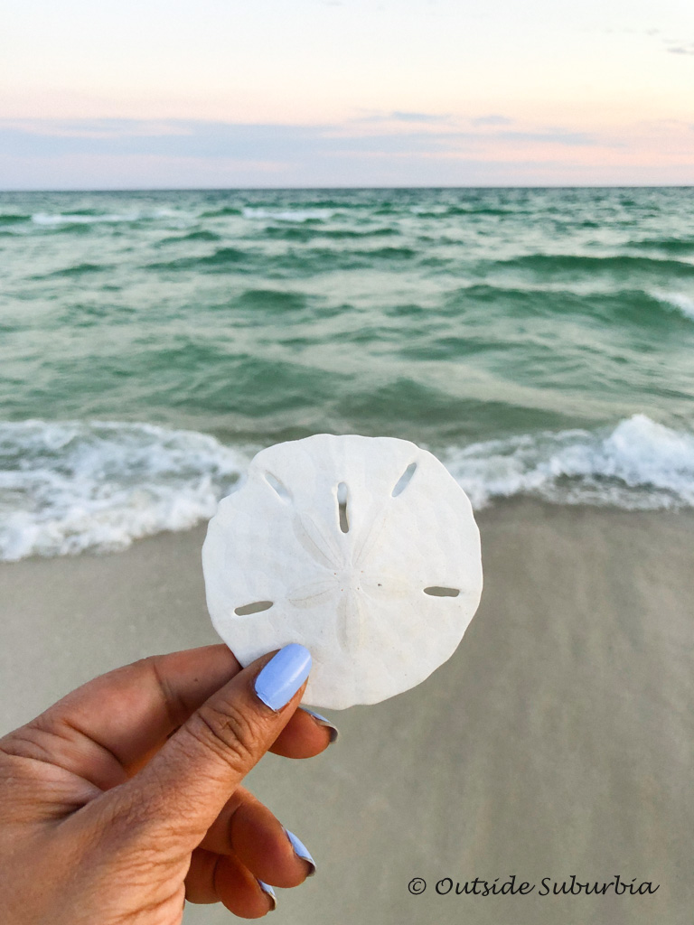 Sand Dollars: What You Need to Know - 30A