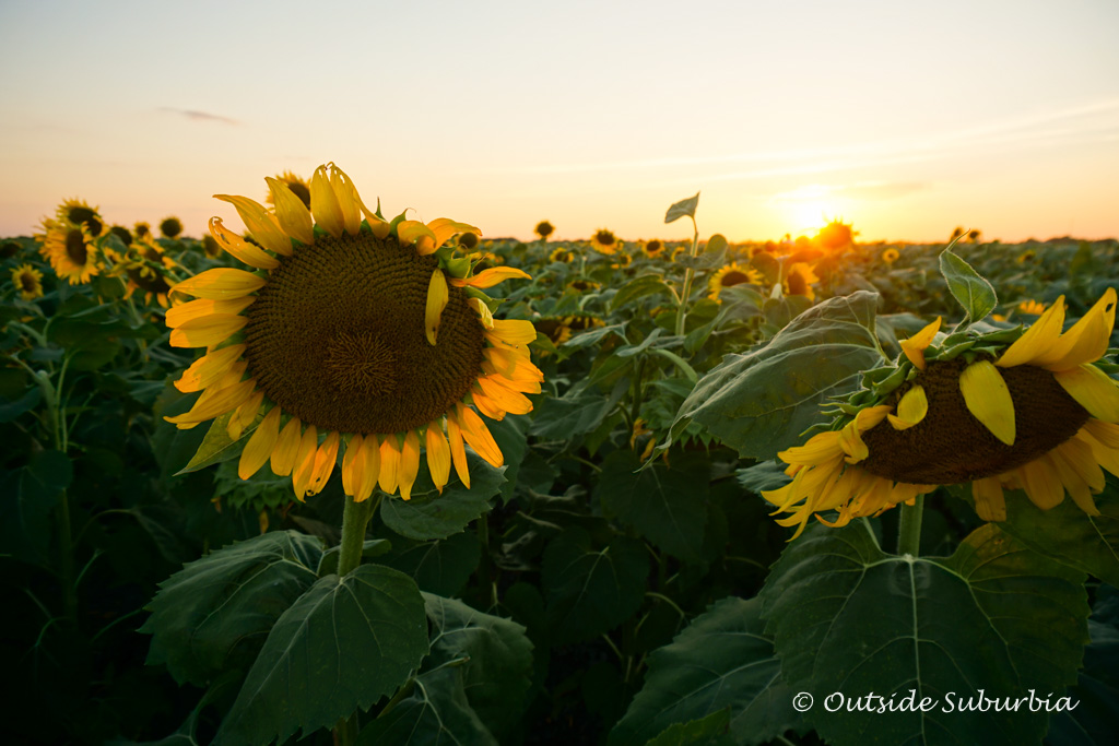Sunflower fields near Dallas | Outside Suburbia