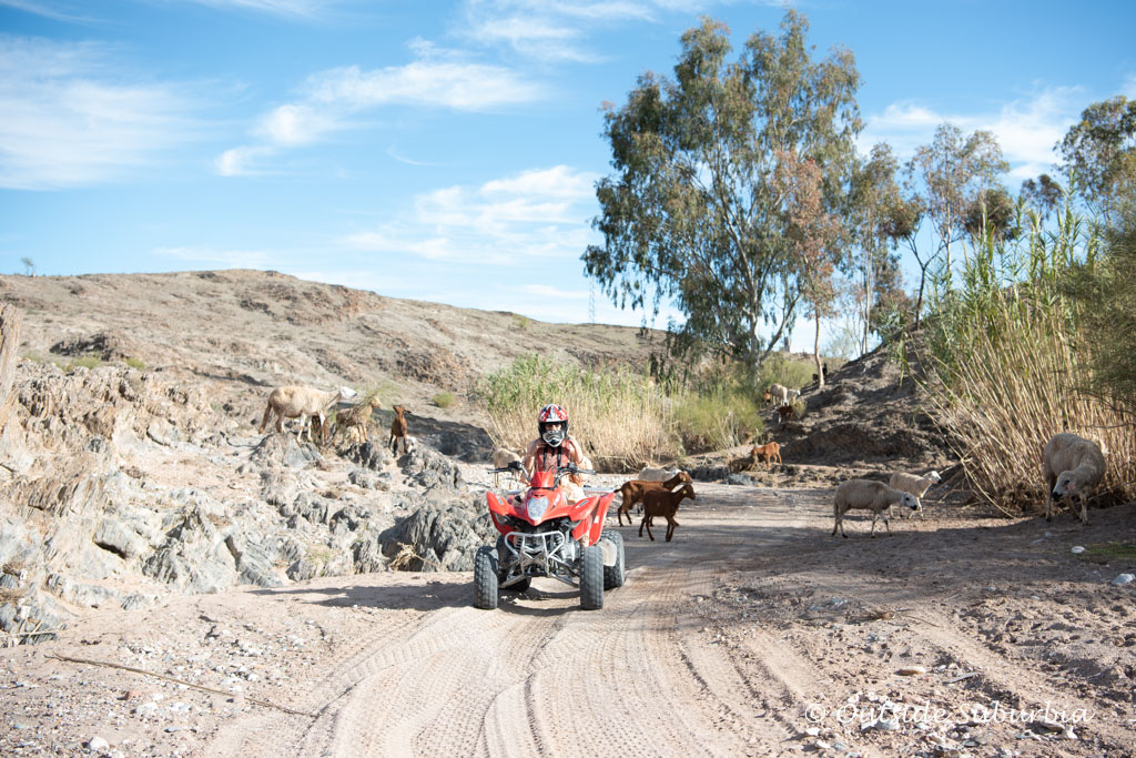 Cruising through some greenery on the Quad bikes on the Agafay Desert near Marrakech