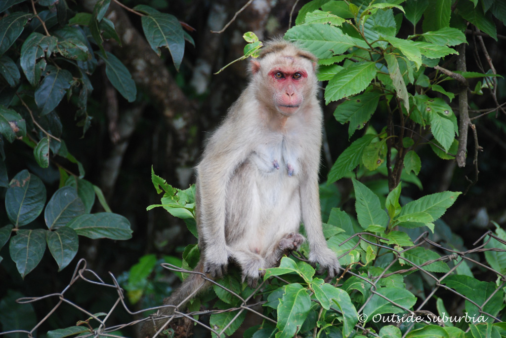 Mudumalai Wildlife Sanctuary near Ooty | Outside Suburbia