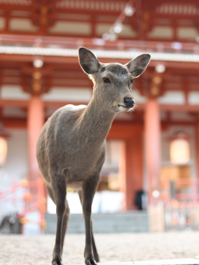 Sacred Deer Nara Park Japan Story
