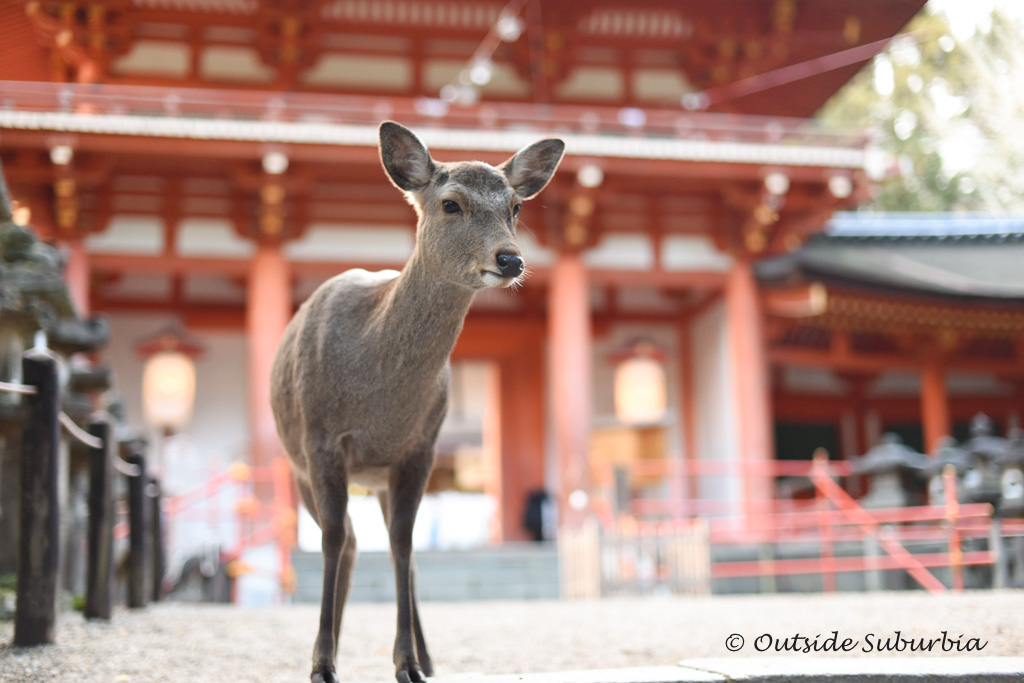 Nara Deer Park - Two week Japan Itinerary - Photo by Outside Suburbia