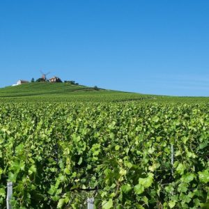 Best Wine Regions in France